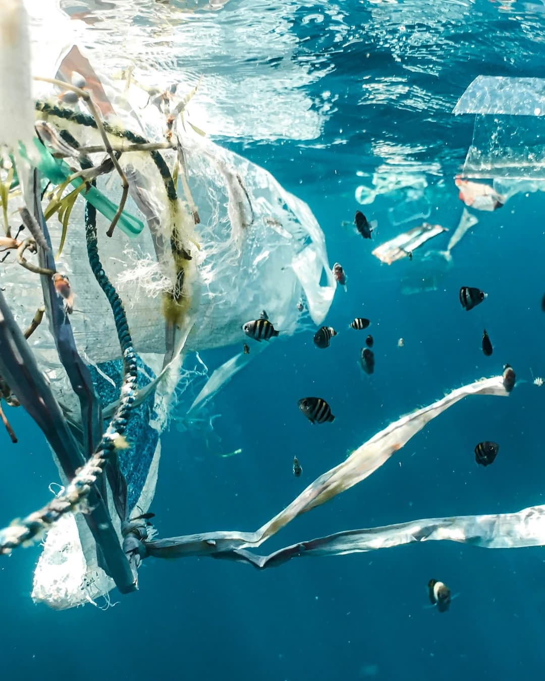 Resíduos de plástico flutuam no oceano entre peixes, ilustrando o impacto da poluição marinha e a urgência da transição para poluição zero.